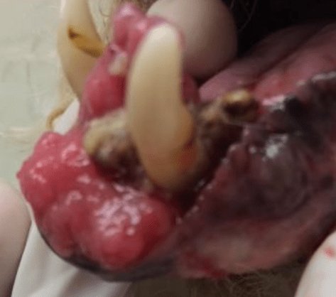 3:7:17 Mouth tumor diminishing