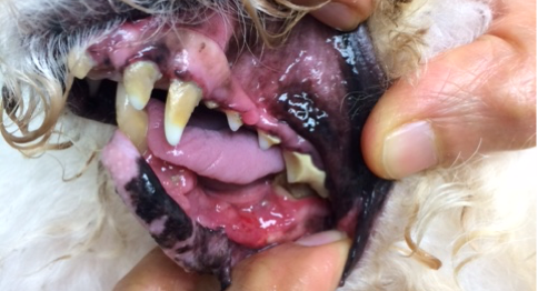 71417 Mouth tumor necrosis healed