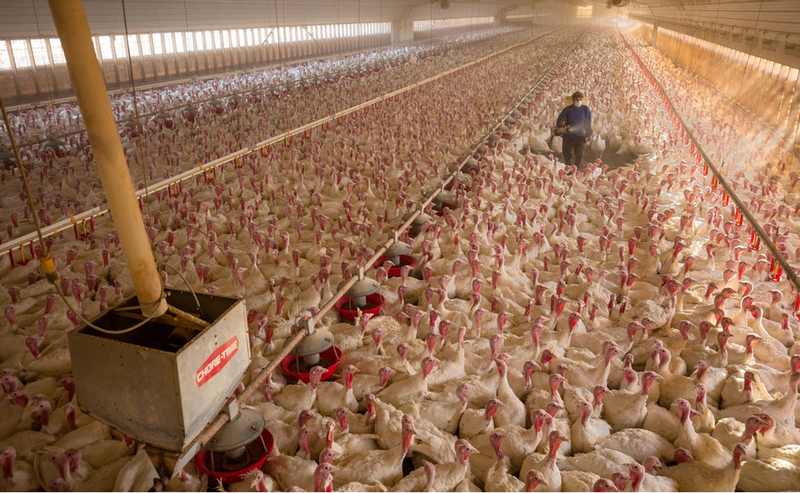 Turkey farm
